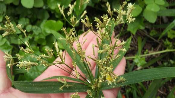 Image of Cyperus albostriatus Schrad.