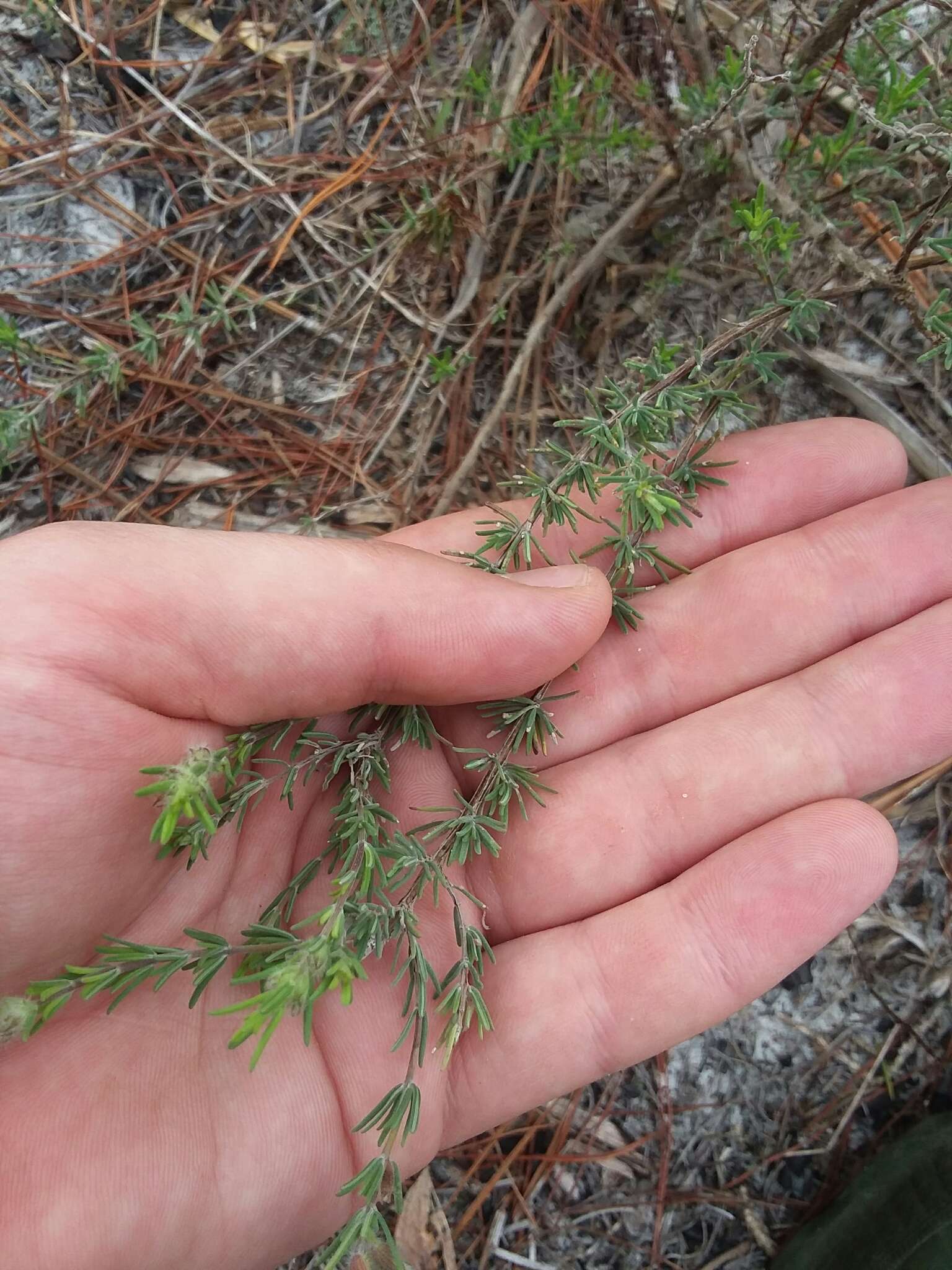 Image of Conradina canescens A. Gray