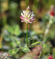 Image of arrowleaf clover