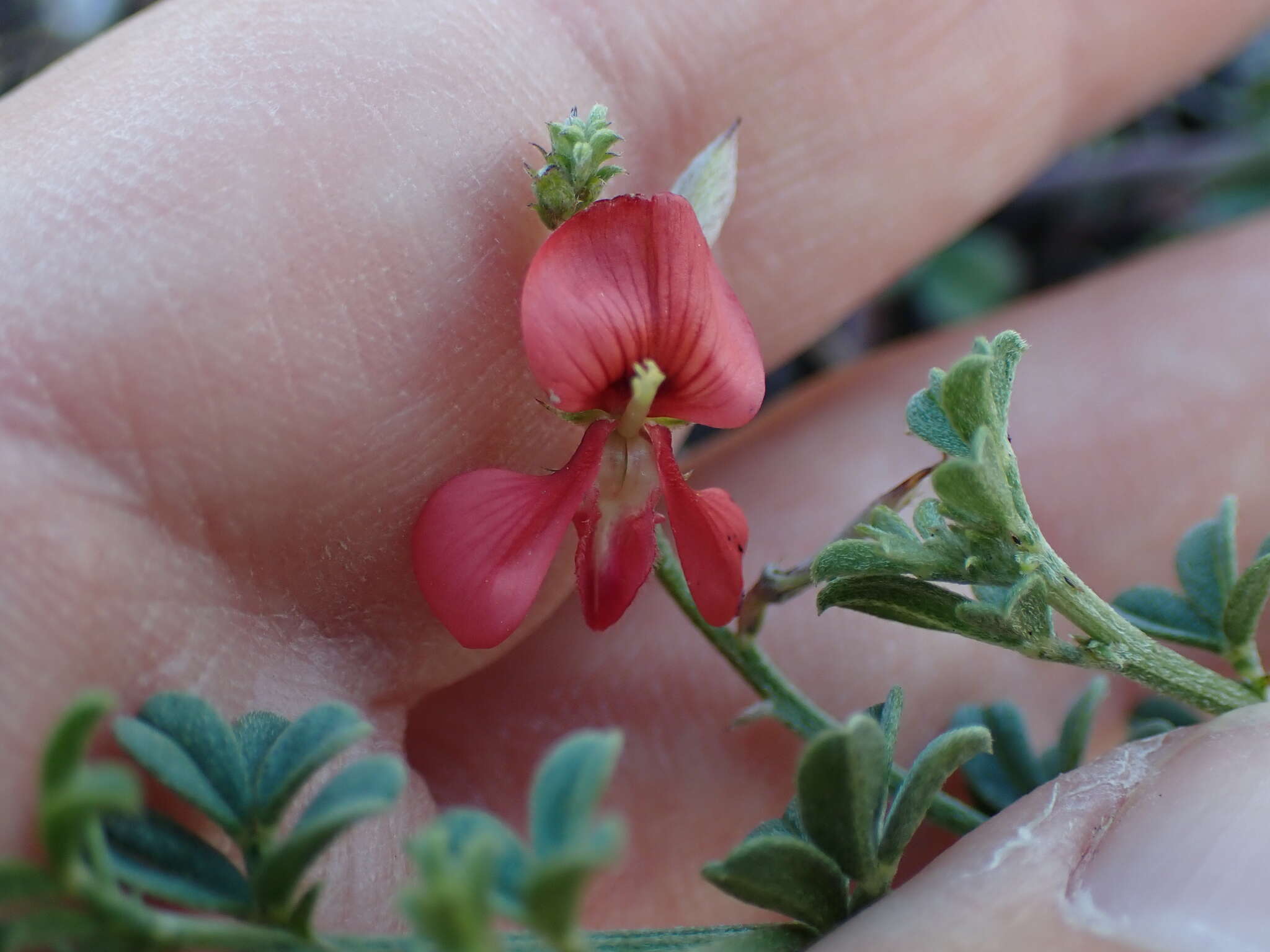 Indigofera glaucescens Eckl. & Zeyh.的圖片