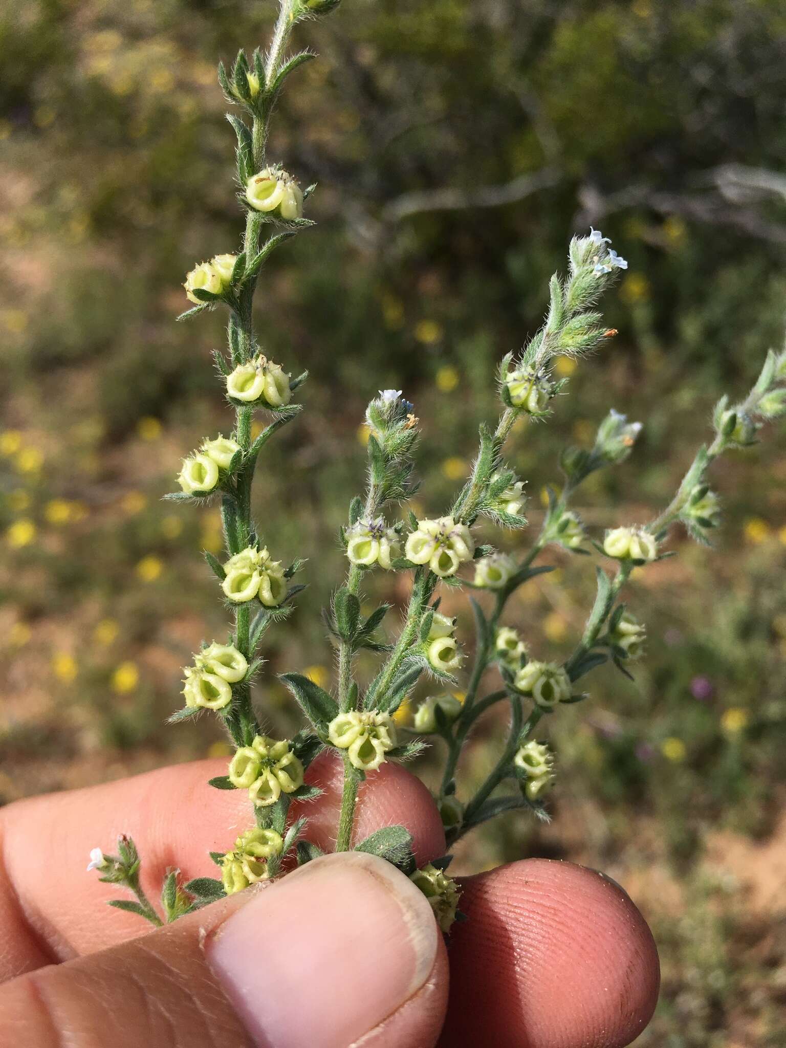 Lappula occidentalis var. cupulata (A. Gray) Higgins resmi