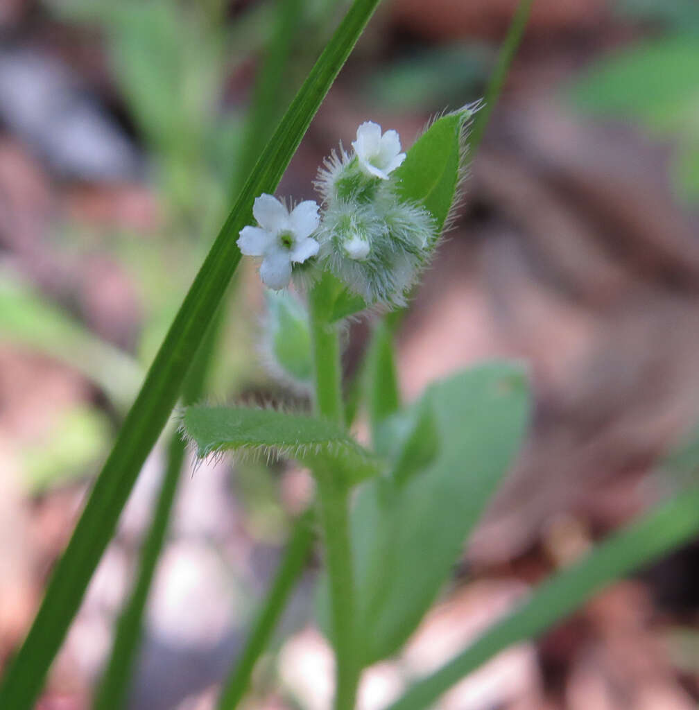 Imagem de Myosotis macrosperma Engelm.