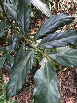 Lasianthus verticillatus (Lour.) Merr. resmi