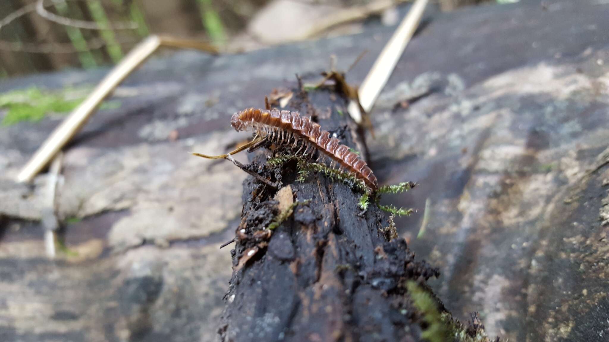 Image of Polydesmus complanatus (Linnaeus 1761)