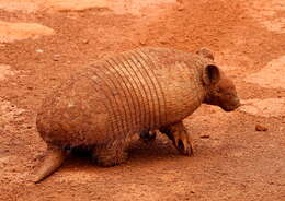 Image of naked-tailed armadillos