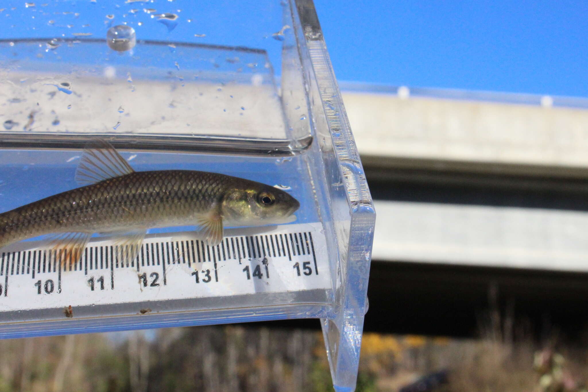 Image of Hornyhead Chub