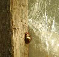 Image of Tortoise beetle