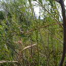 Image of Salix microstachya Turcz. ex Trautv.