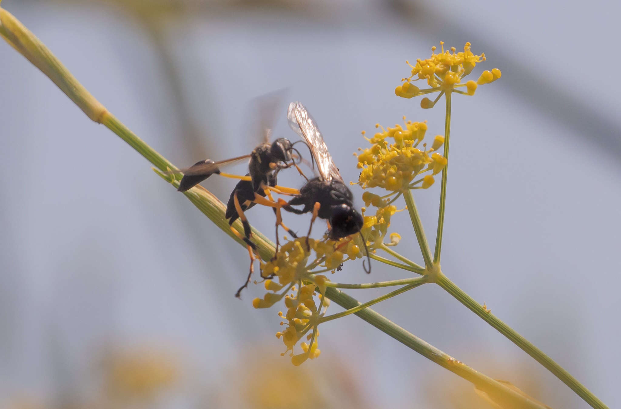 Image de Sceliphron spirifex (Linnaeus 1758)