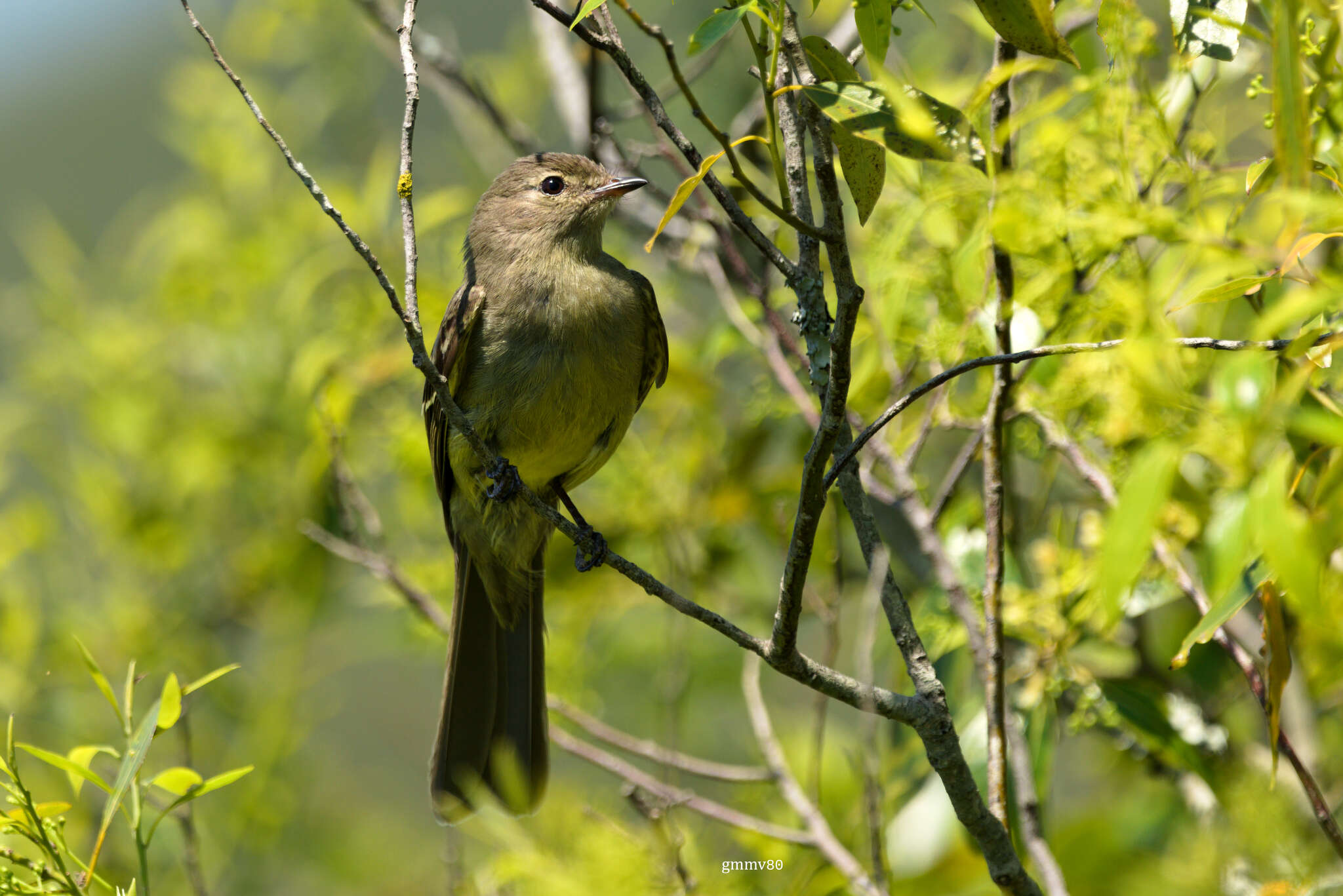 Image of Small-headed Elaenia