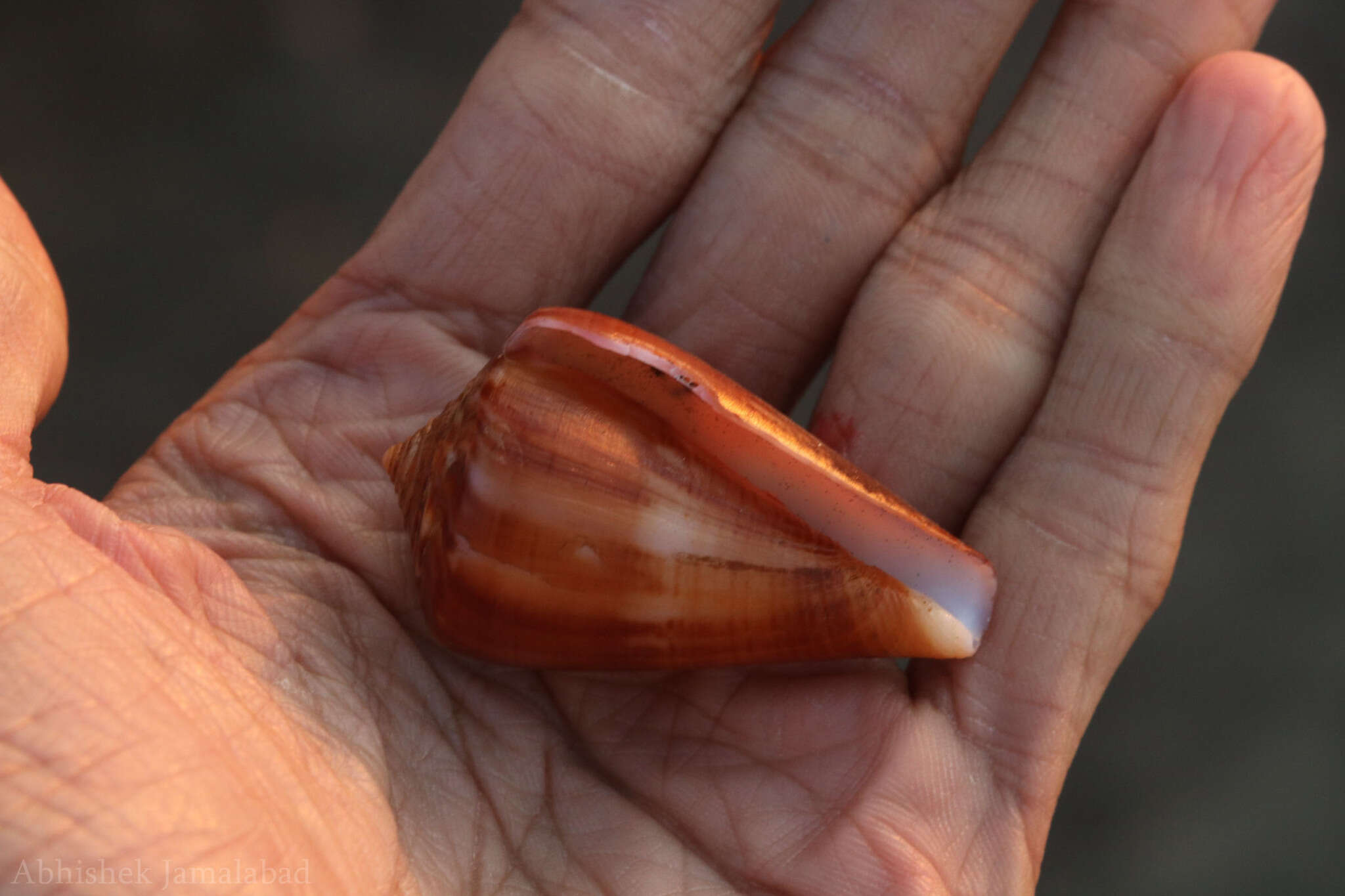 Image of Hyena Cone