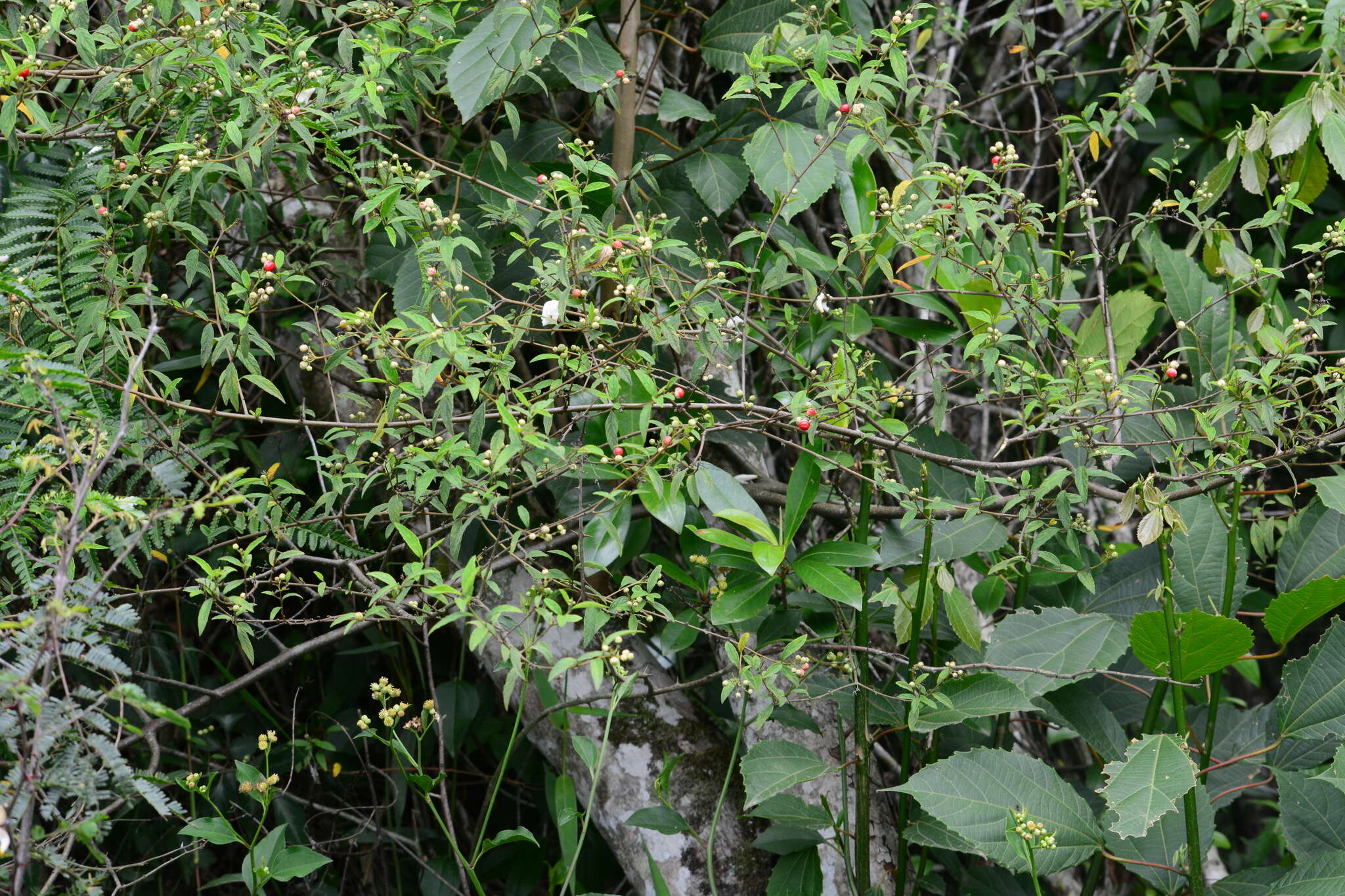 Image of black-sage