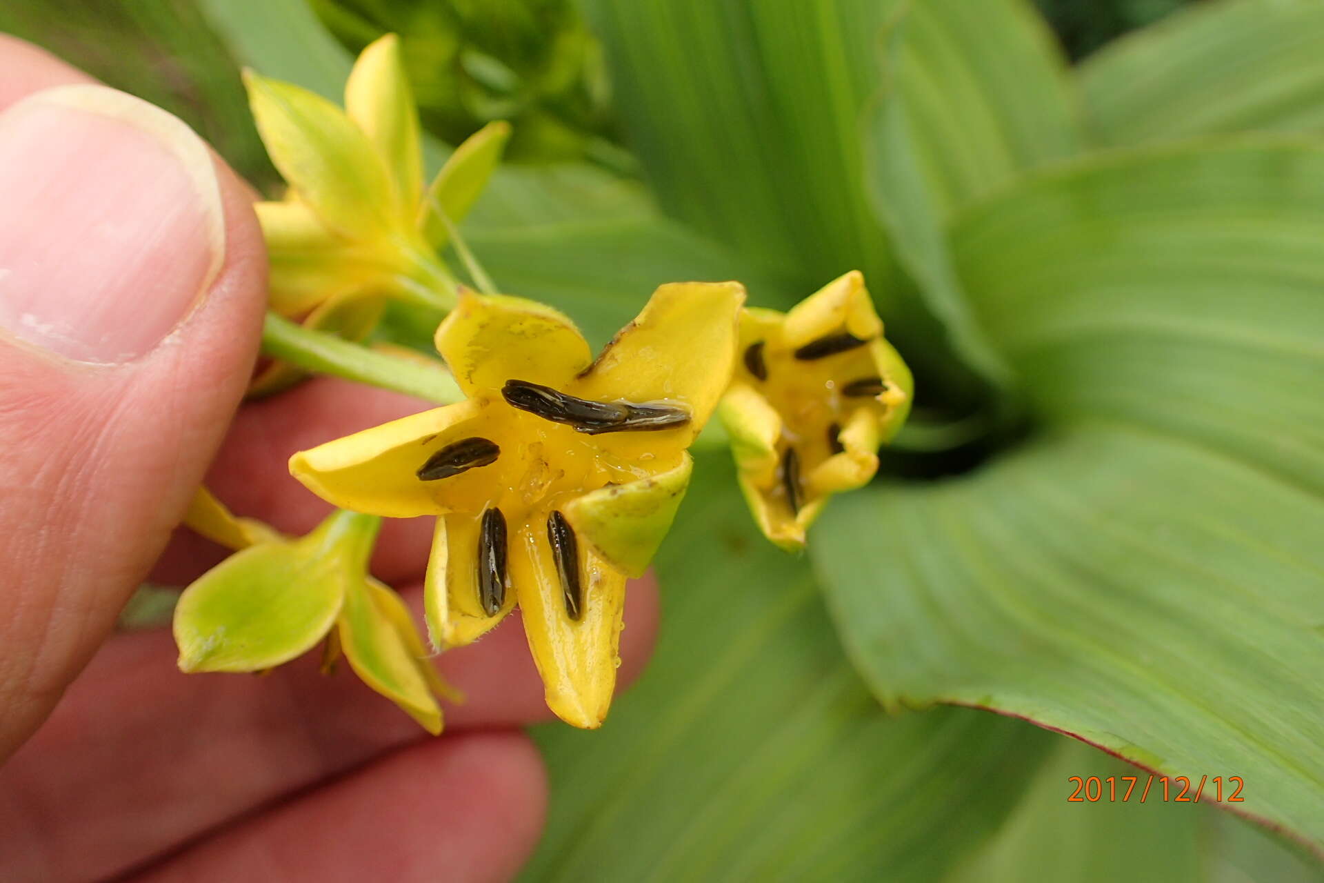 Image of Hypoxis colchicifolia Baker