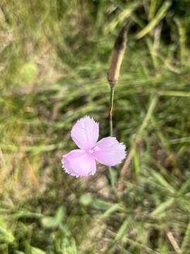 Слика од Dianthus zeyheri Sond.