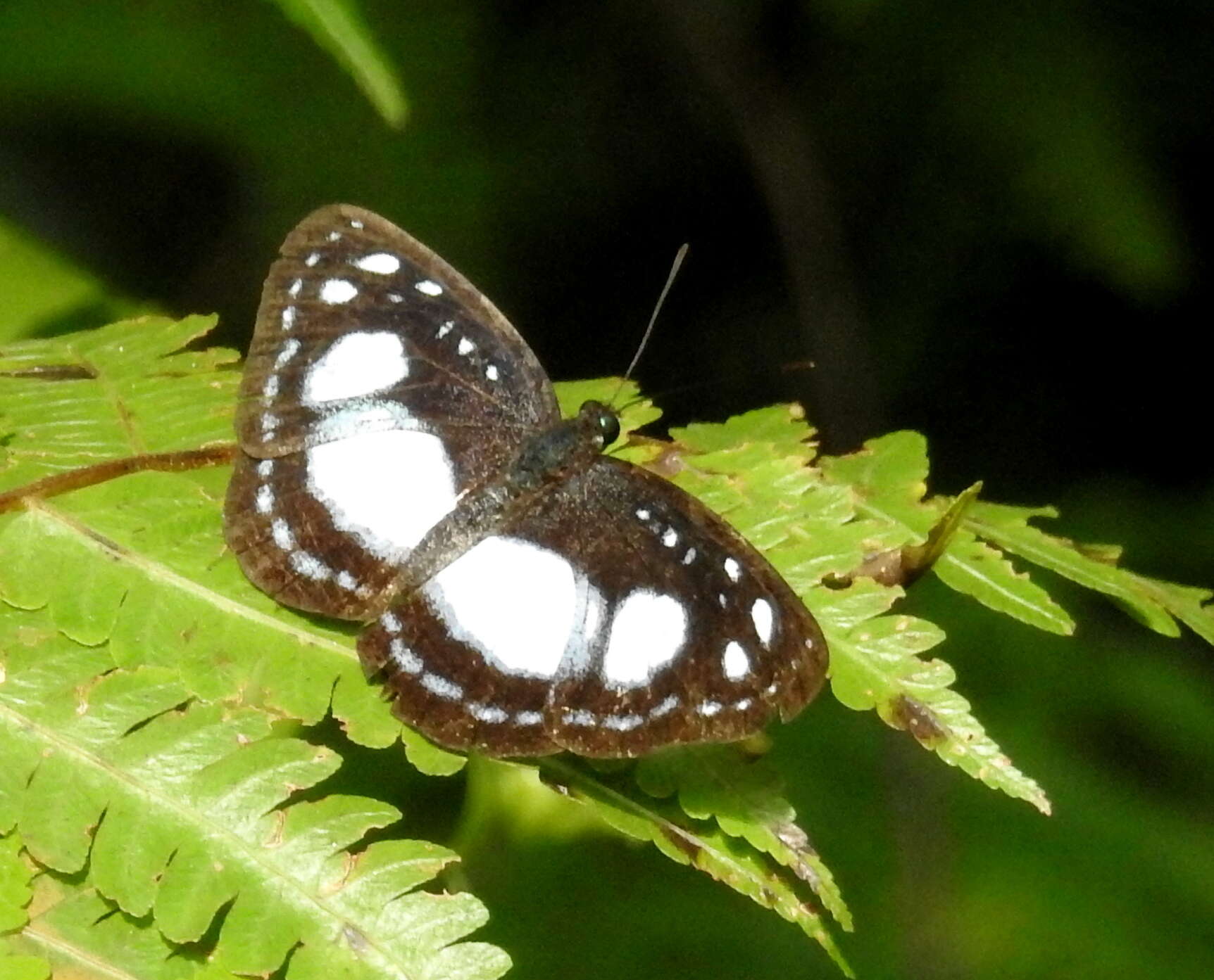 Image of Pantoporia venilia Linnaeus 1758