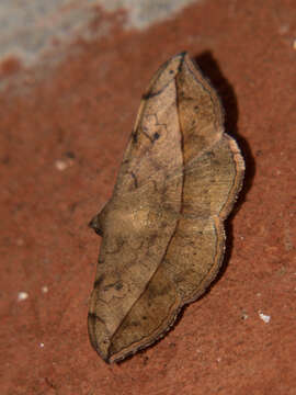 Image of <i>Anticarsia rubricans</i>