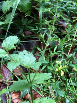 Image de Veronica urticifolia Jacq.