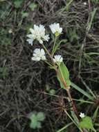 Sivun Persicaria thunbergii (Sieb. & Zucc.) H. Gross kuva