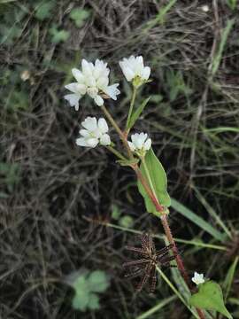 صورة Persicaria thunbergii (Sieb. & Zucc.) H. Gross