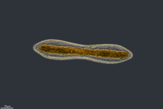 Image of <i>Surirella librile</i>