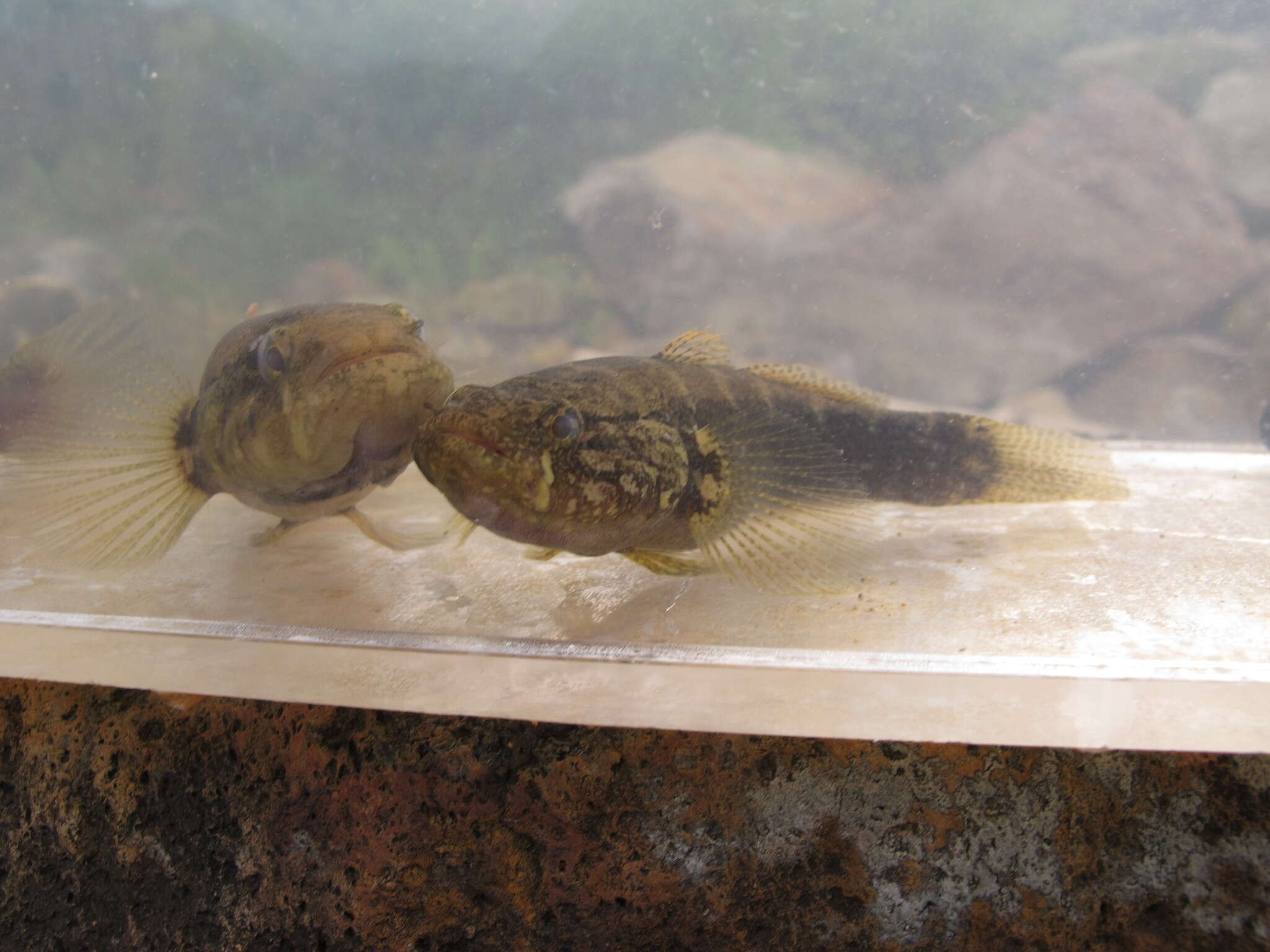 Image of Spine-cheek gudgeon