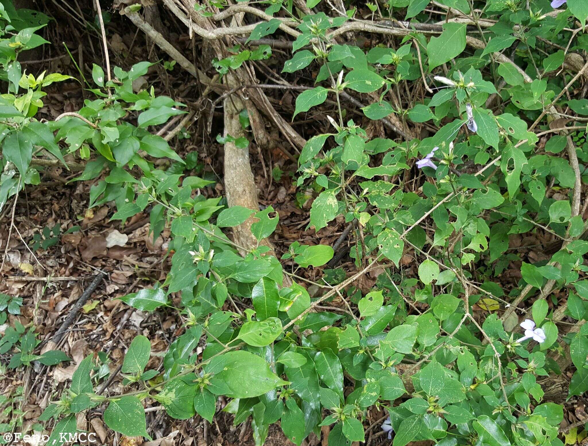 صورة Barleria phillyreifolia Baker