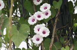 Image of Red-Center Morning-Glory