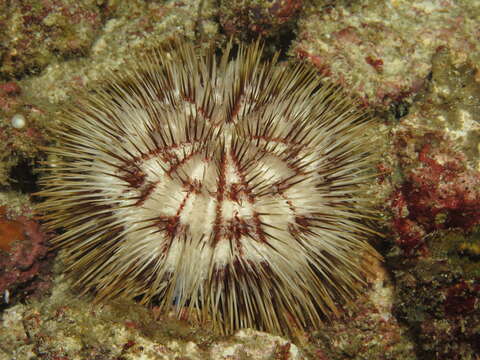 Image of Pseudoboletia maculata Troschel 1869