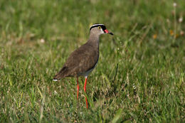 Image of Crowned Lapwing