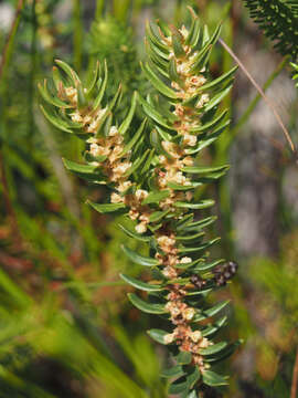 Image of Clutia polygonoides L.