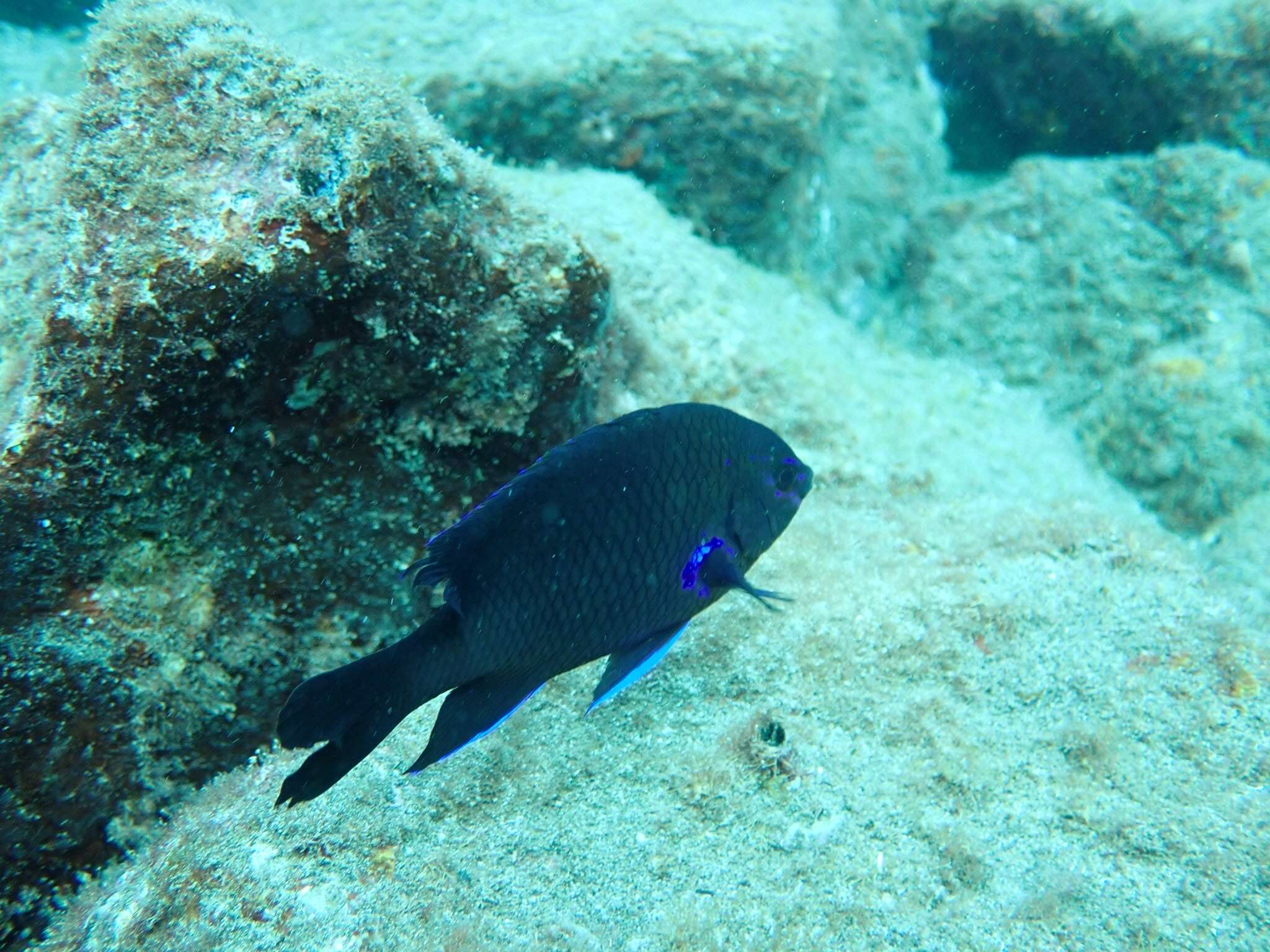 Image of Canary damsel