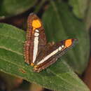 Imagem de Adelpha serpa serpa