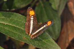 Imagem de Adelpha serpa serpa