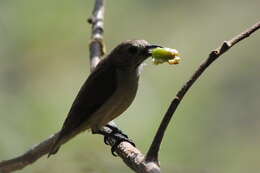 Image of Nilgiri Flowerpecker