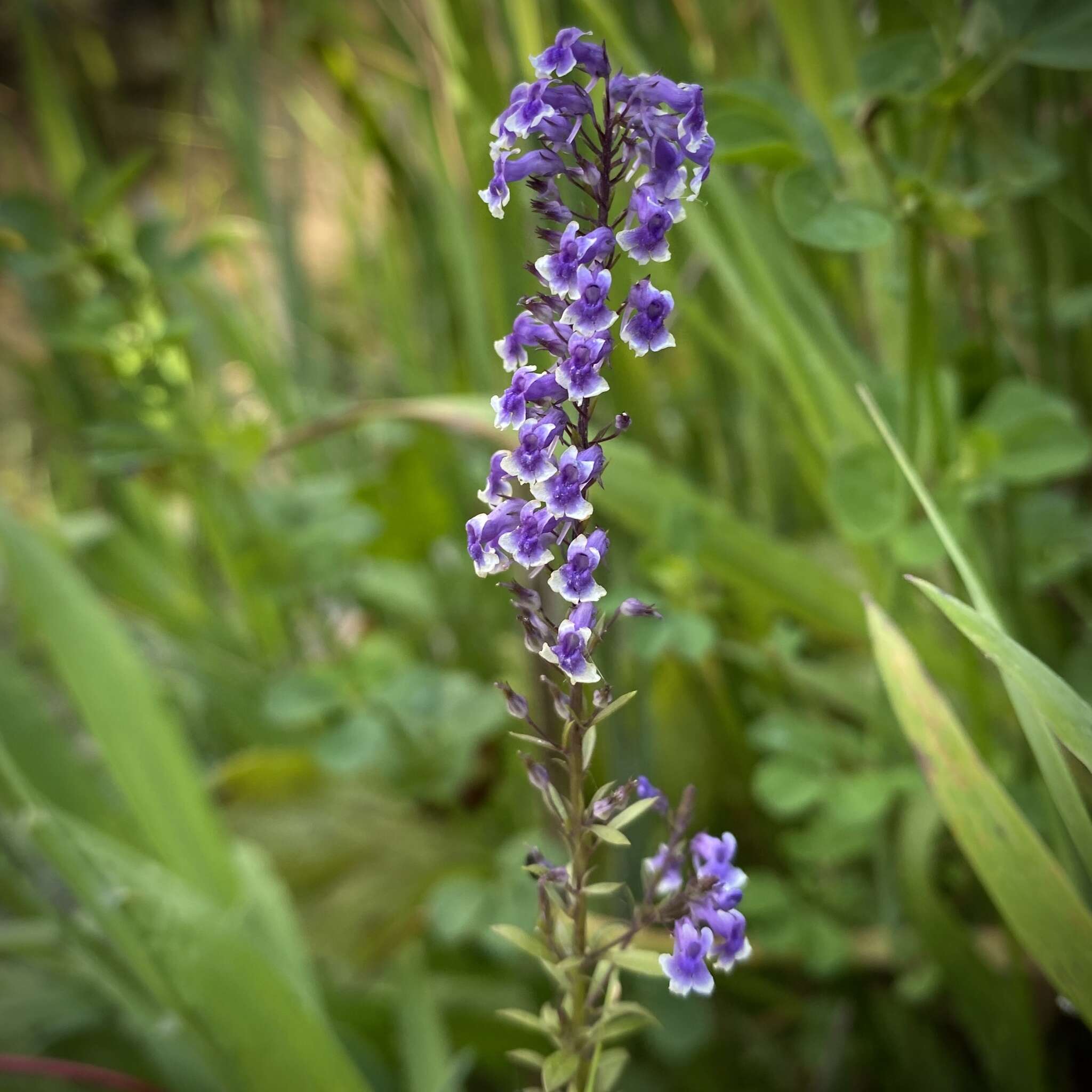 Anarrhinum longipedicellatum R. Fernandes的圖片