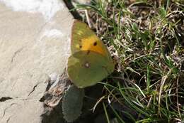 Image of Colias aurorina Herrich-Schäffer (1850)