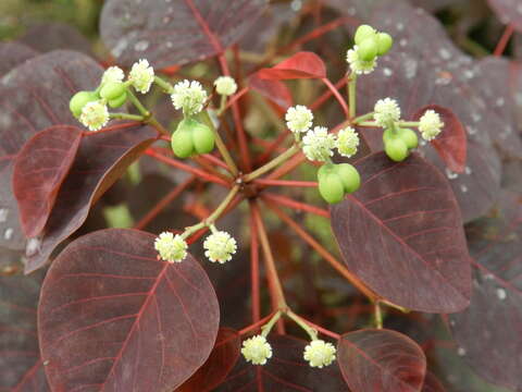 Image of Mexican shrubby spurge