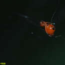 Image de Argyrodes miniaceus (Doleschall 1857)