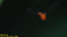 Image of Argyrodes miniaceus (Doleschall 1857)