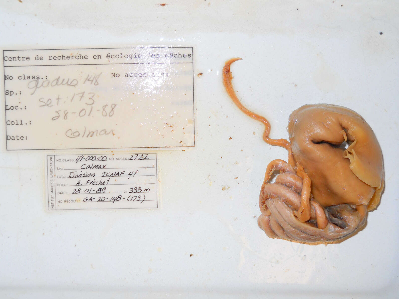 Image of Boreoatlantic armhook squid