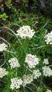 Image of Ozothamnus reticulatus (Labill.) DC.