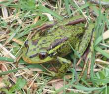 Image of Emerald Forest Frog