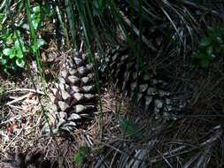 Image of western white pine