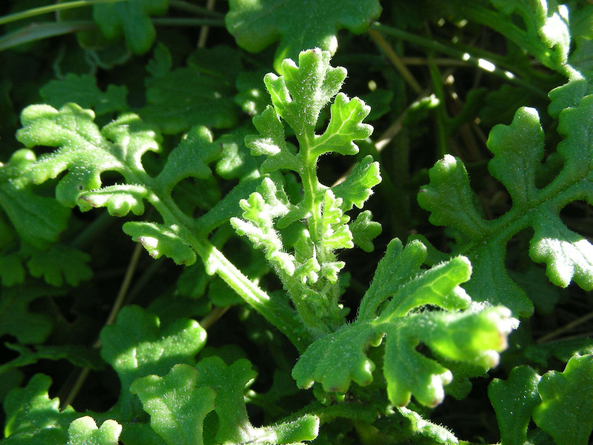 Image of redpurple ragwort