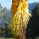 Image of red-hot poker