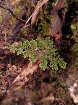 Image of Hymenophyllum plicatum Kaulf.