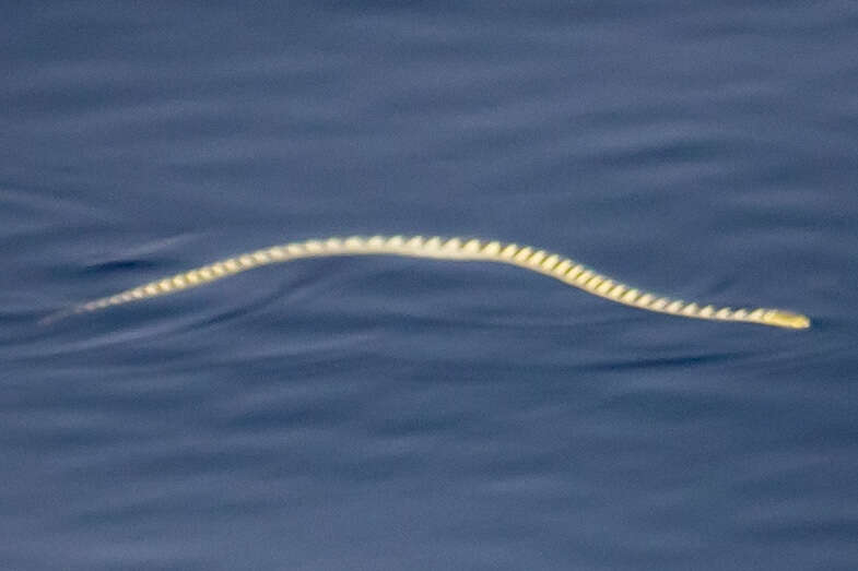 Image of Annulated Sea Snake