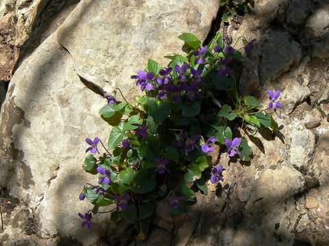 Image of <i>Viola <i>alba</i></i> ssp. alba