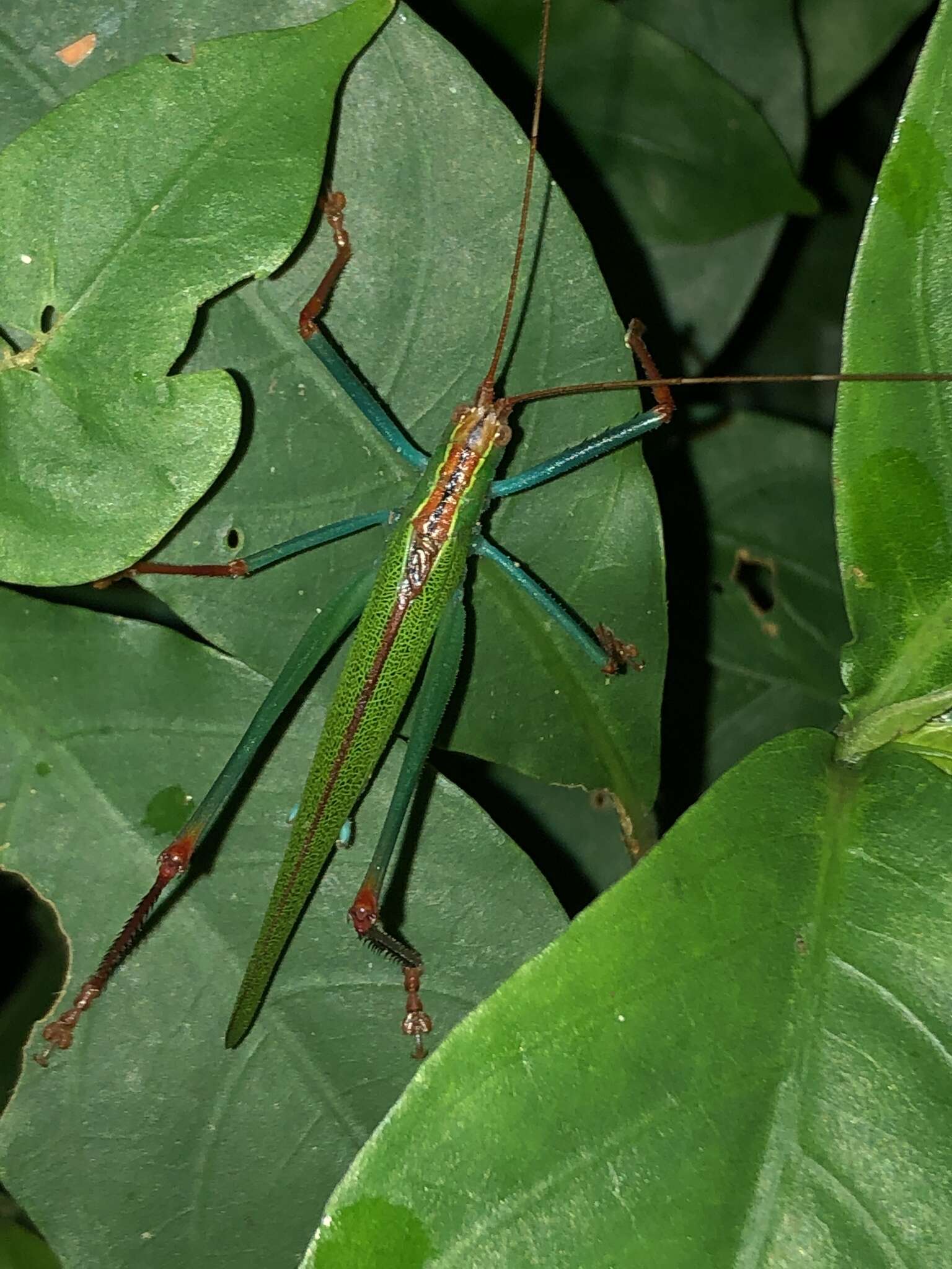 Plancia ëd Jimenezia elegans Bolívar & I. 1881