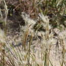 Image of Andropogon selloanus (Hack.) Hack.